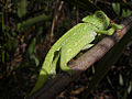 Mediterranean chameleon