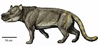 Megistotherium osteothlastes