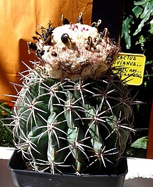 Melocactus peruvianus 1e.jpg