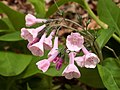 A pink-flowered form