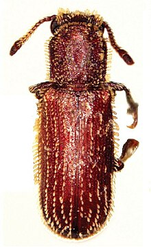 Minthea rugicollis.jpg