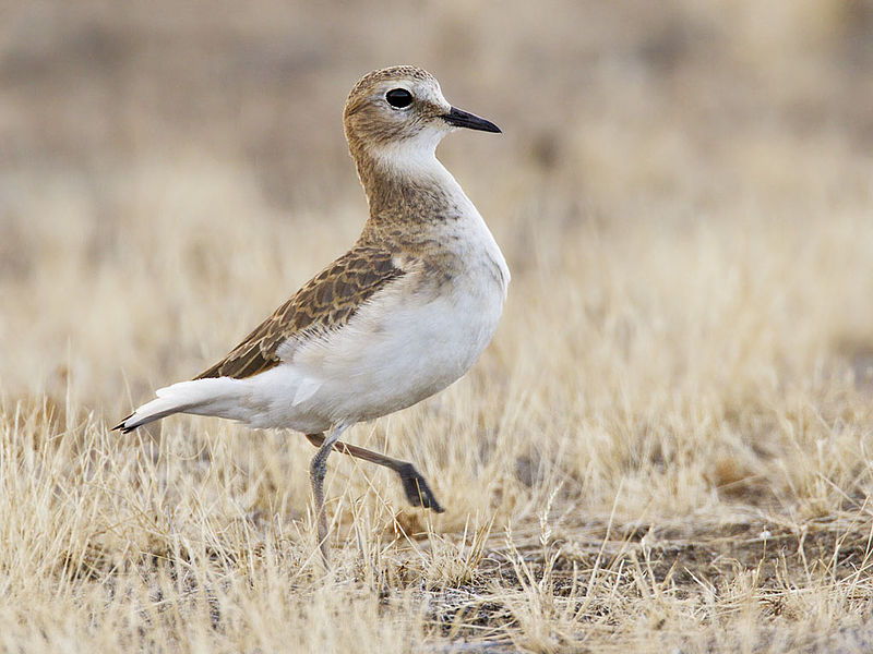 Archivo:Mountain Plover, Charadrius montanus.jpg