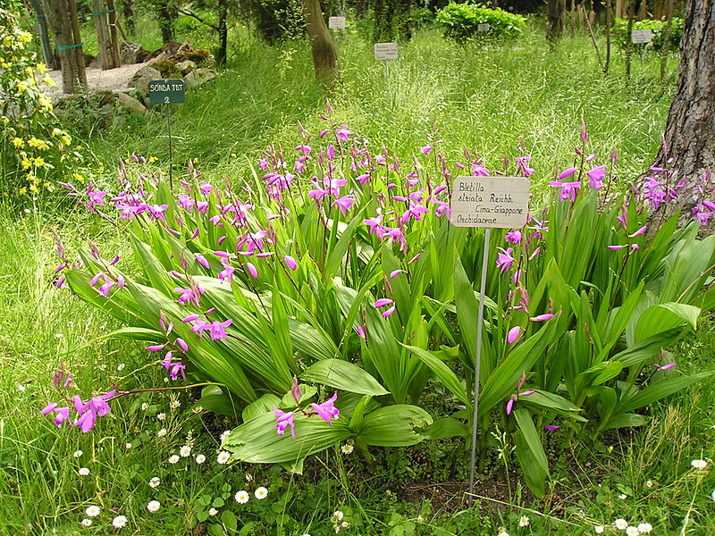 Archivo:OrtoBotPadova Bletilla striata.jpg