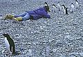 Adelie penguin in Antarctica