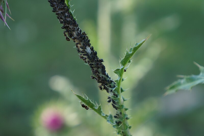 Файл:Plant lice.JPG