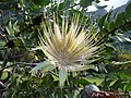 Protea aurea