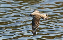 Ptyonoprogne rupestris in flight.jpg