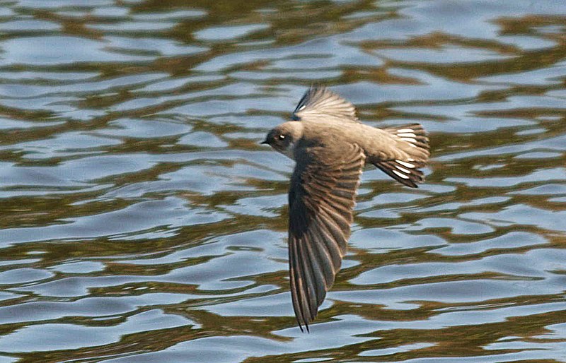 Archivo:Ptyonoprogne rupestris in flight.jpg