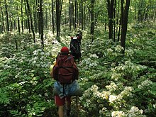 Rear view of four hikers with large backpacks on a narrow trail through green bushes with bright white flowers. There is dappled sunlight, and small tree trunks rise in the background.