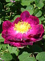 'Alain Blanchard' 1839, Grupo:Híbrido Gallica, Centifolia Parentage Rosa centifolia L. × Rosa gallica L.