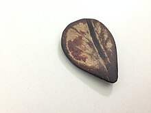 Sarod plectrum.jpg