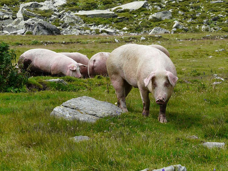 File:Schweine an Penauderalm.jpg