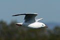 Immature in flight