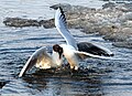 Black-headed gulls fighting