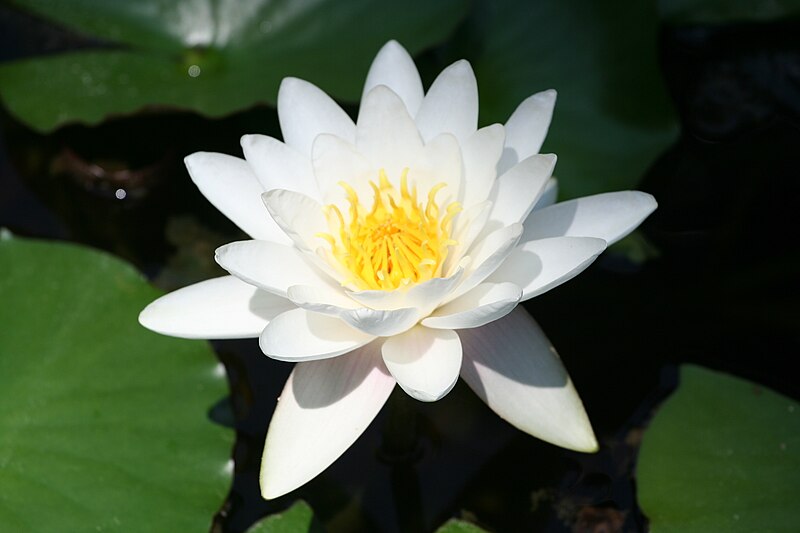 File:Water lily 1.jpg