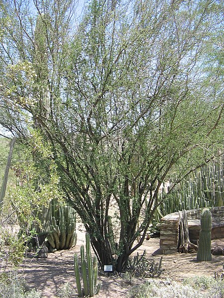 File:Acacia-minuta-habit.jpg