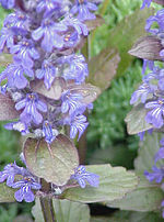 Miniatura para Ajuga