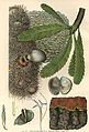 Banksia serrata by Edward Minchen (1862–1913). Published 1895 in "The Flowering Plants and Ferns of New South Wales - Part 3" by Joseph Maiden.