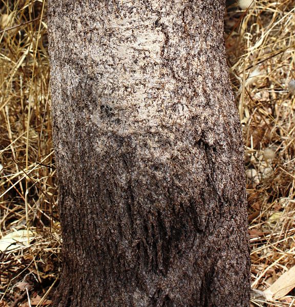 File:Banksia sessilis trunk.jpg