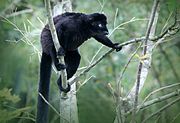 Black lemur