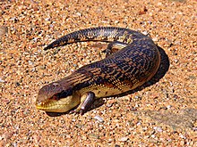 Blue-toungued skink444.jpg