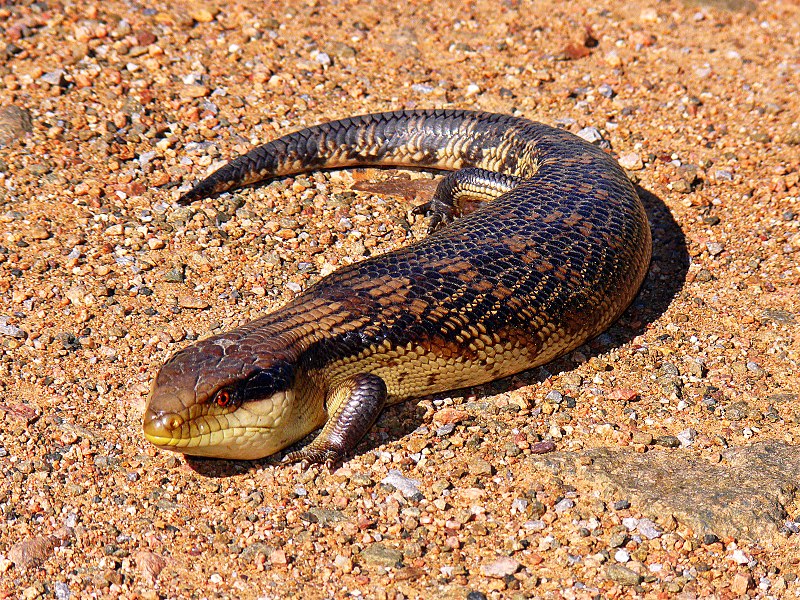 File:Blue-toungued skink444.jpg