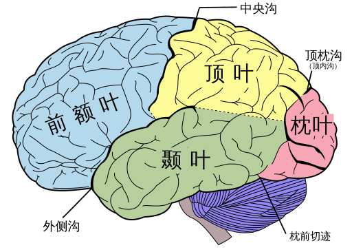 File:Brain diagram zh-cn.svg