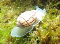 一隻在澳大利亞悉尼岸邊的捻螺科（bullinidae）物種紅線泡螺（red-lined bubble shell；又名豔捻螺，Bullina lineata)2。