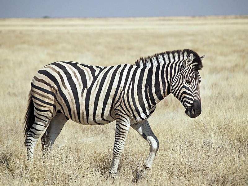 File:Burchell's Zebra (Etosha).jpg