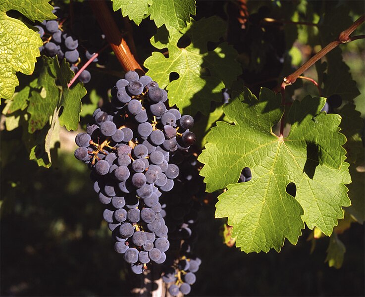 File:Cabernet Sauvignon Gaillac.jpg