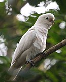 A white parrot with a crest and a grey beak