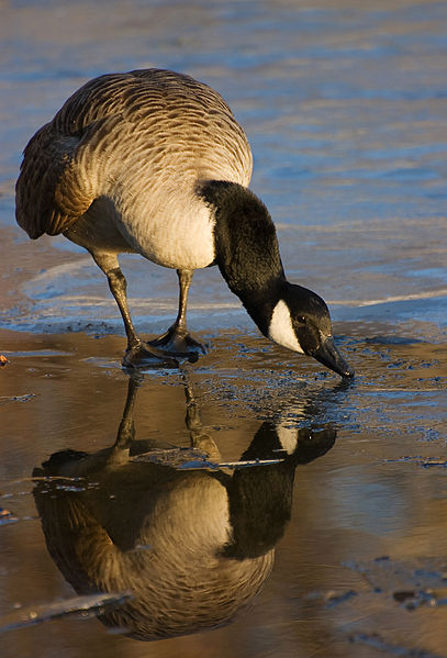 File:Canada goose reflection 03.jpg