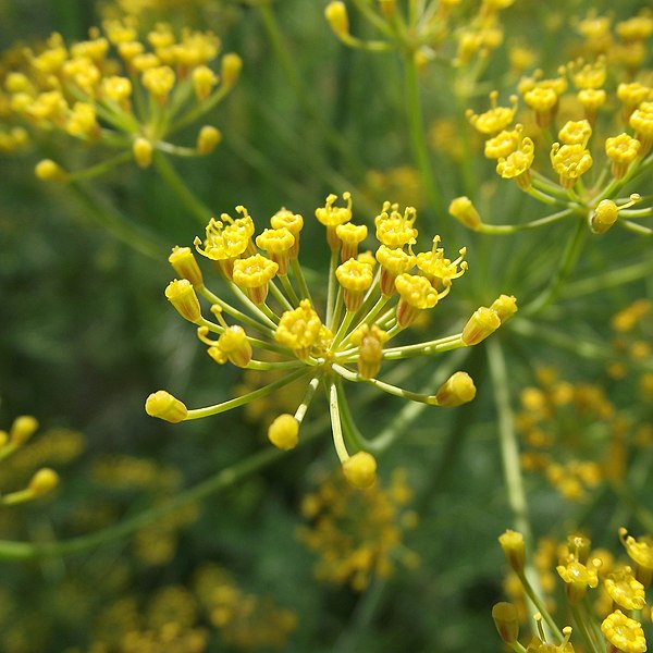 File:Dill1 (cropped).jpg