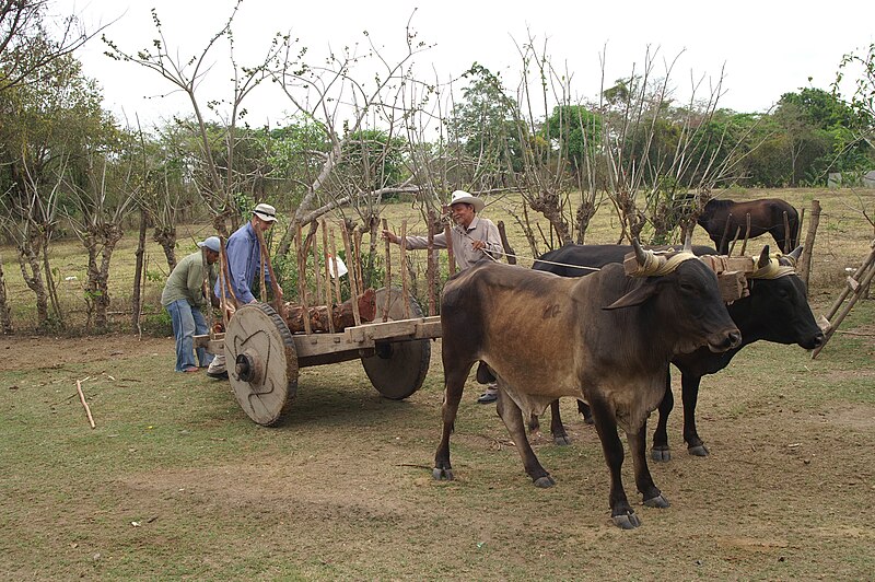 File:Esquilinchuche post delivery.JPG