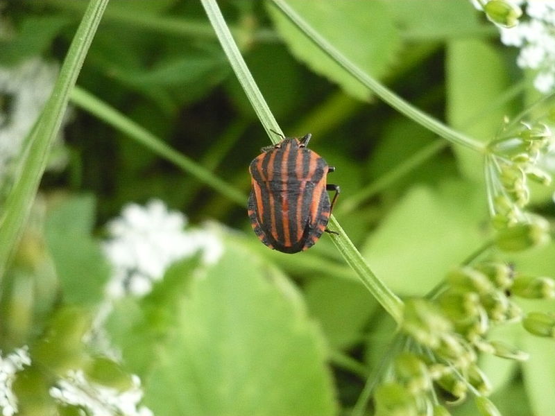 Файл:Graphosoma lineatum OM15.JPG