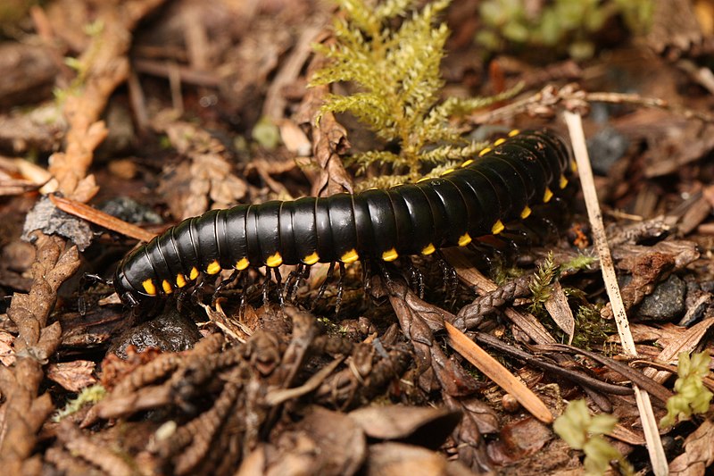 File:Harpaphe haydeniana 0446.JPG