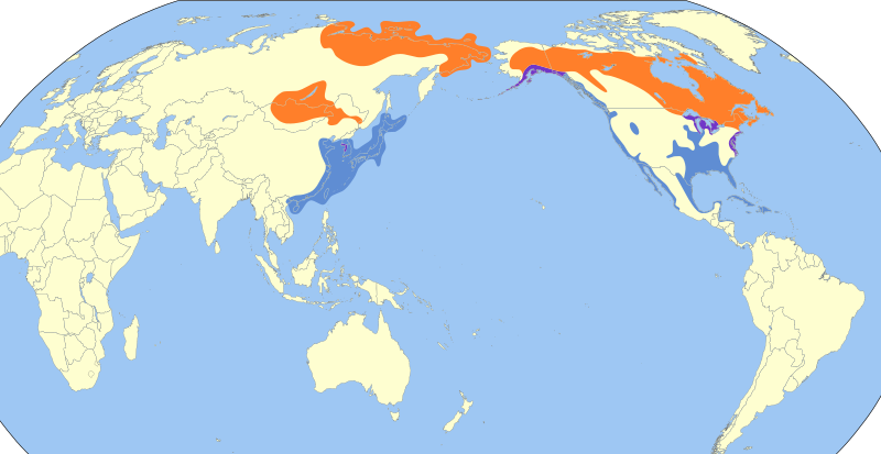 File:Larus smithsonianus map.svg