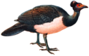 Macrocephalon maleo