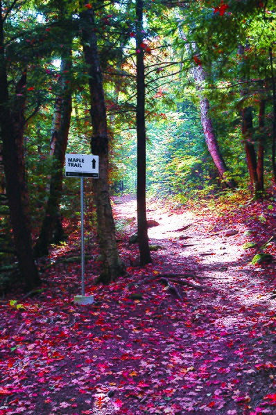 Файл:Maple Trail in fall.jpg