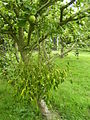 Mistletoe in an apple tree in Essex, England