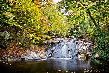 Forest in the Montseny Massif