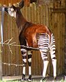 Okapi at Chester Zoo