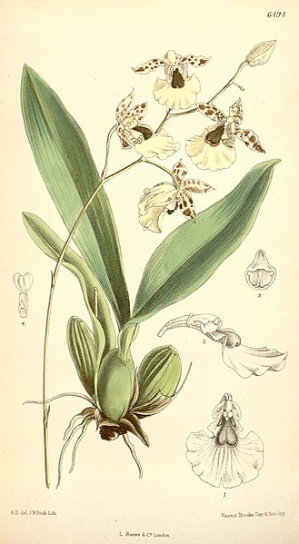 Файл:Oncidium dasystyle.jpg