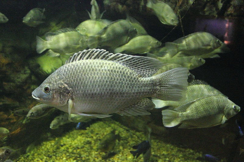 File:Oreochromis mossambicus.JPG