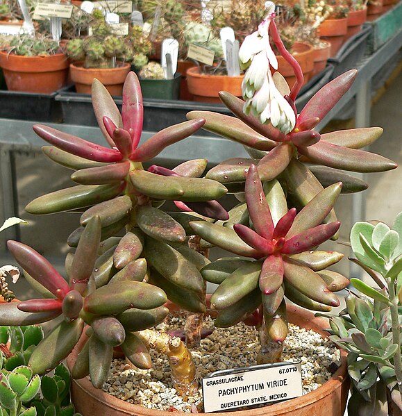 Файл:Pachyphytum viride 1.jpg