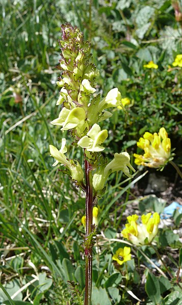 Archivo:Pedicularis elongata 060707.jpg