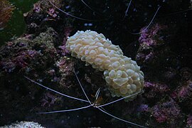 Camarón limpiador Lysmata amboinensis en P. lichtensteini