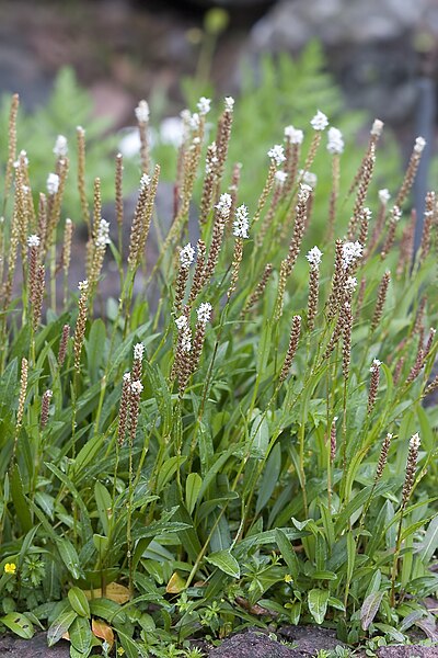 Файл:Polygonum.viviparum.7661.jpg