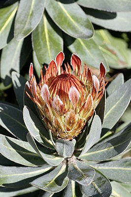 Протея Рупелл (Protea roupelliae roupelliae)