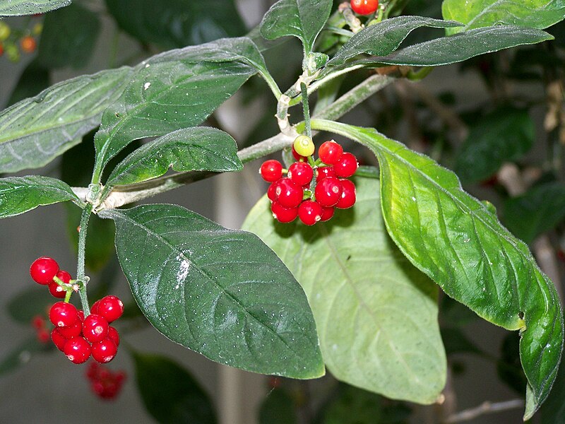 File:Psychotria punctata.jpg